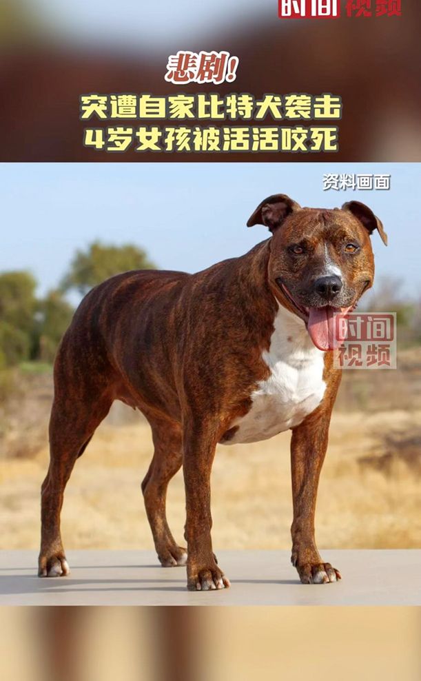 美国4岁女孩遭自家比特犬活活咬死封面