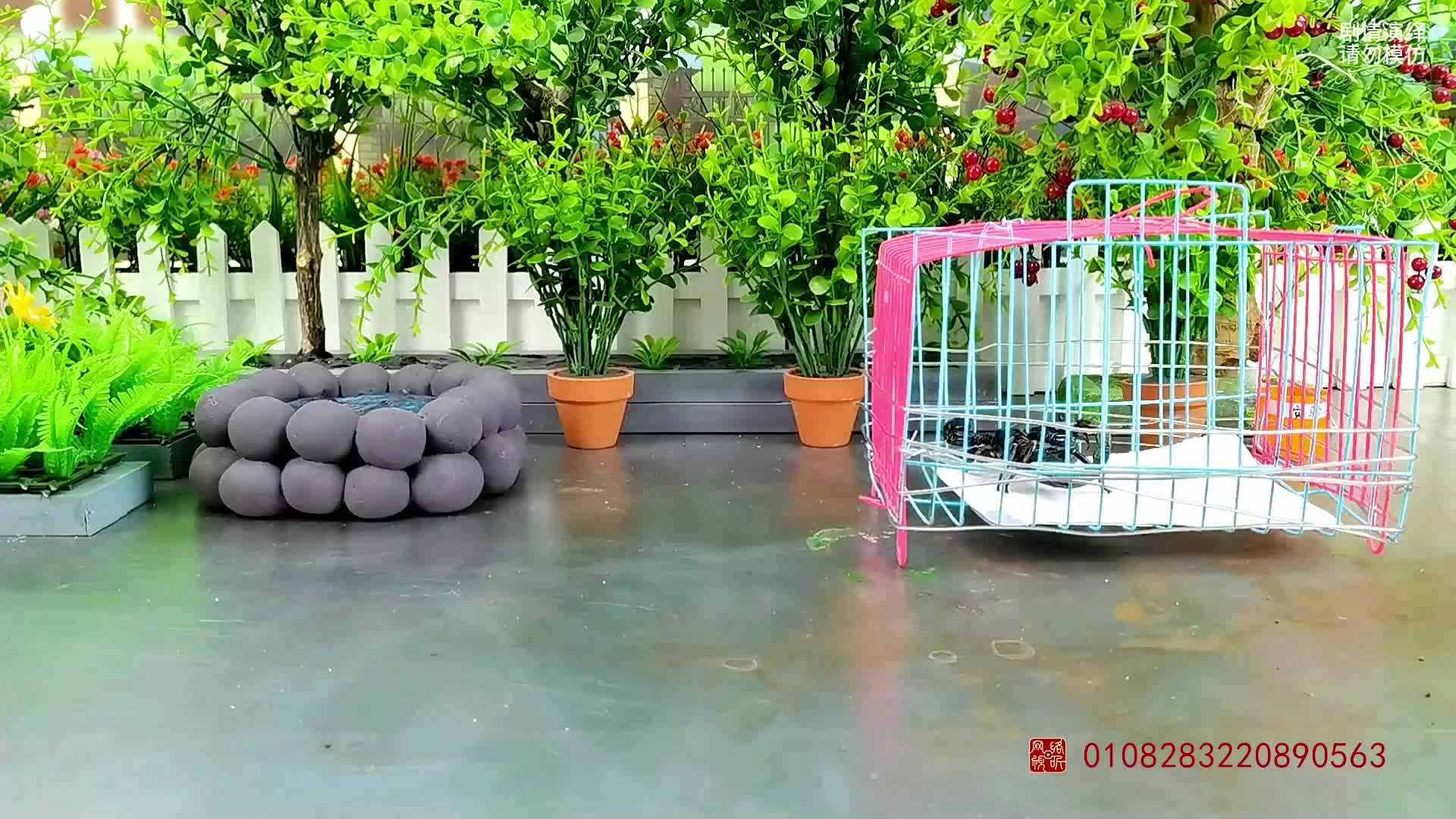 怪小逗和火爆老师 第323集视频封面图