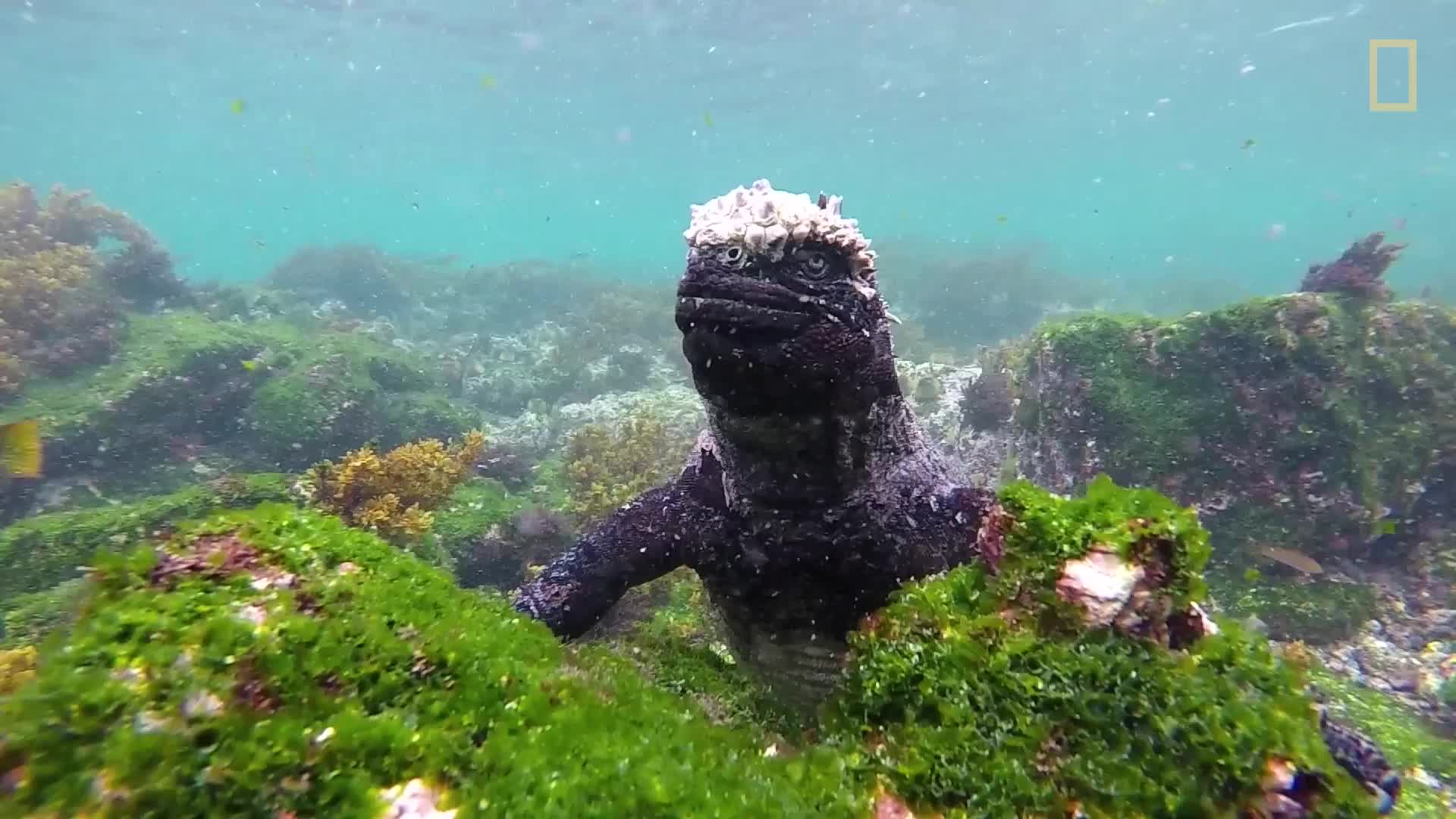 国家地理：世界遗产那些事-从海洋到海岸之欧美澳游记 第16集视频封面图