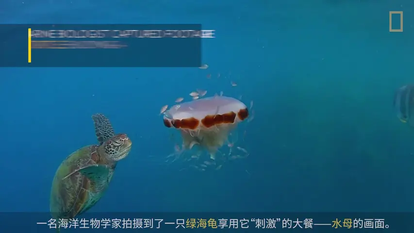 国家地理：小探险家双语百科之海洋探秘节目 1集