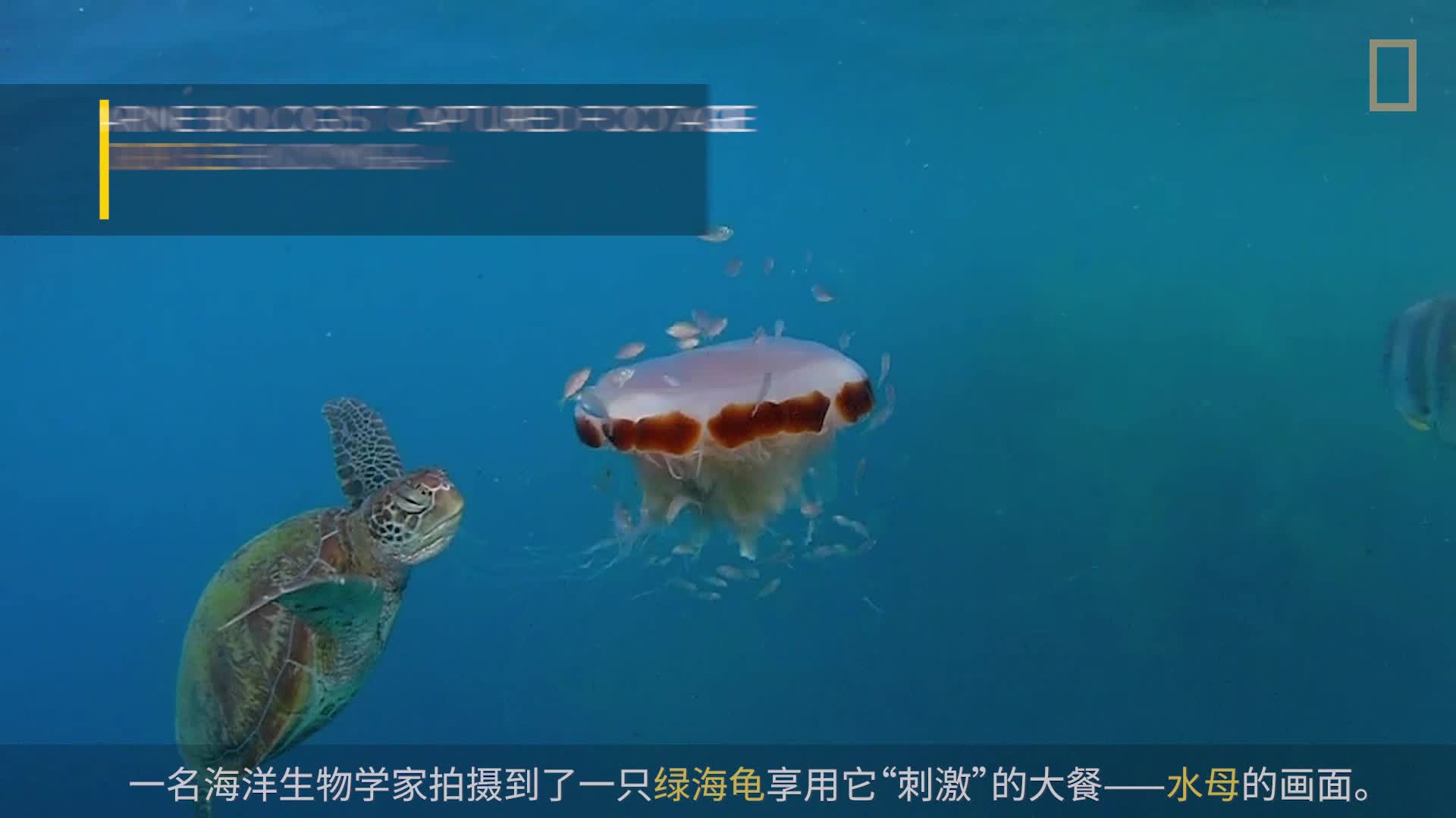 国家地理：小探险家双语百科之海洋探秘节目 第1集视频封面图