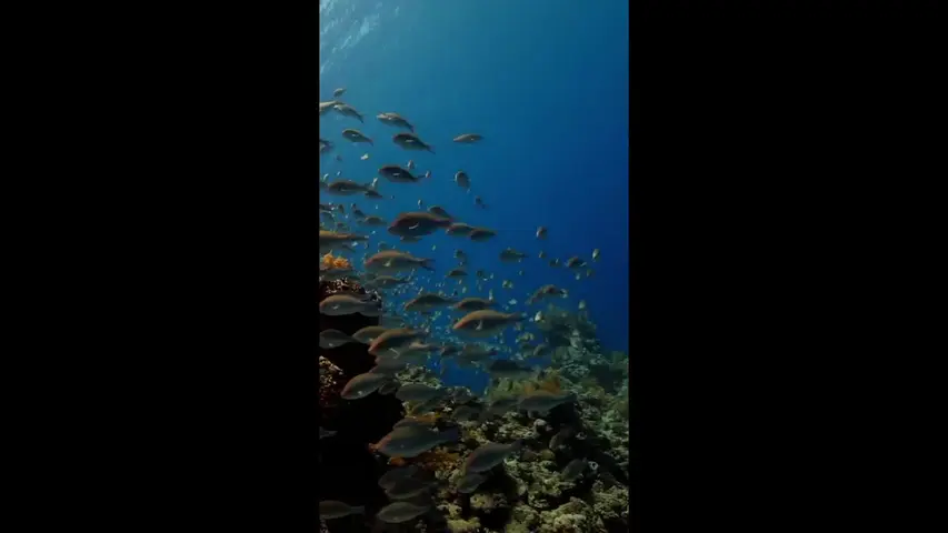 国家地理：小探险家双语百科之海洋探秘节目 7集