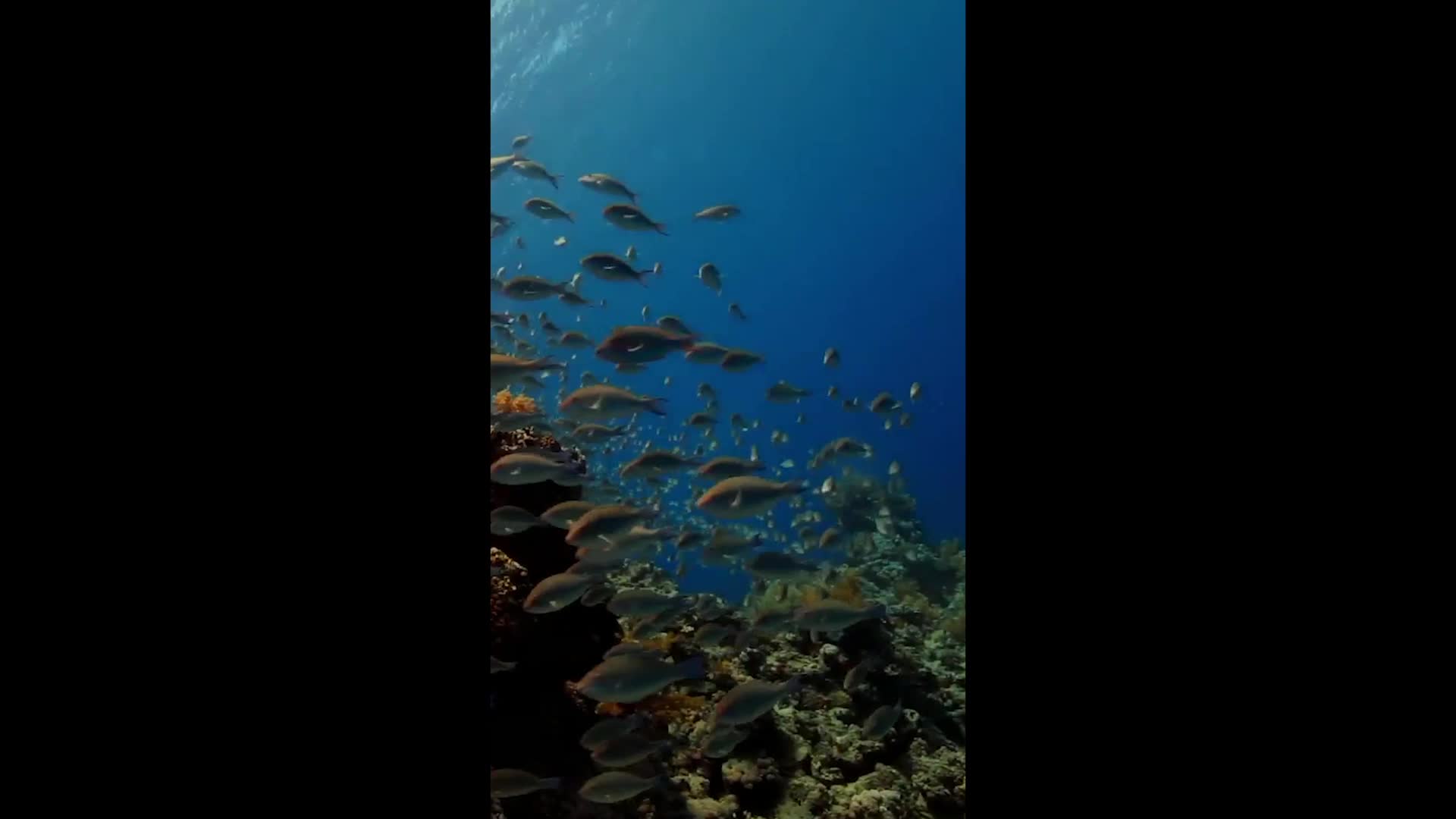 国家地理：小探险家双语百科之海洋探秘节目 第7集视频封面图