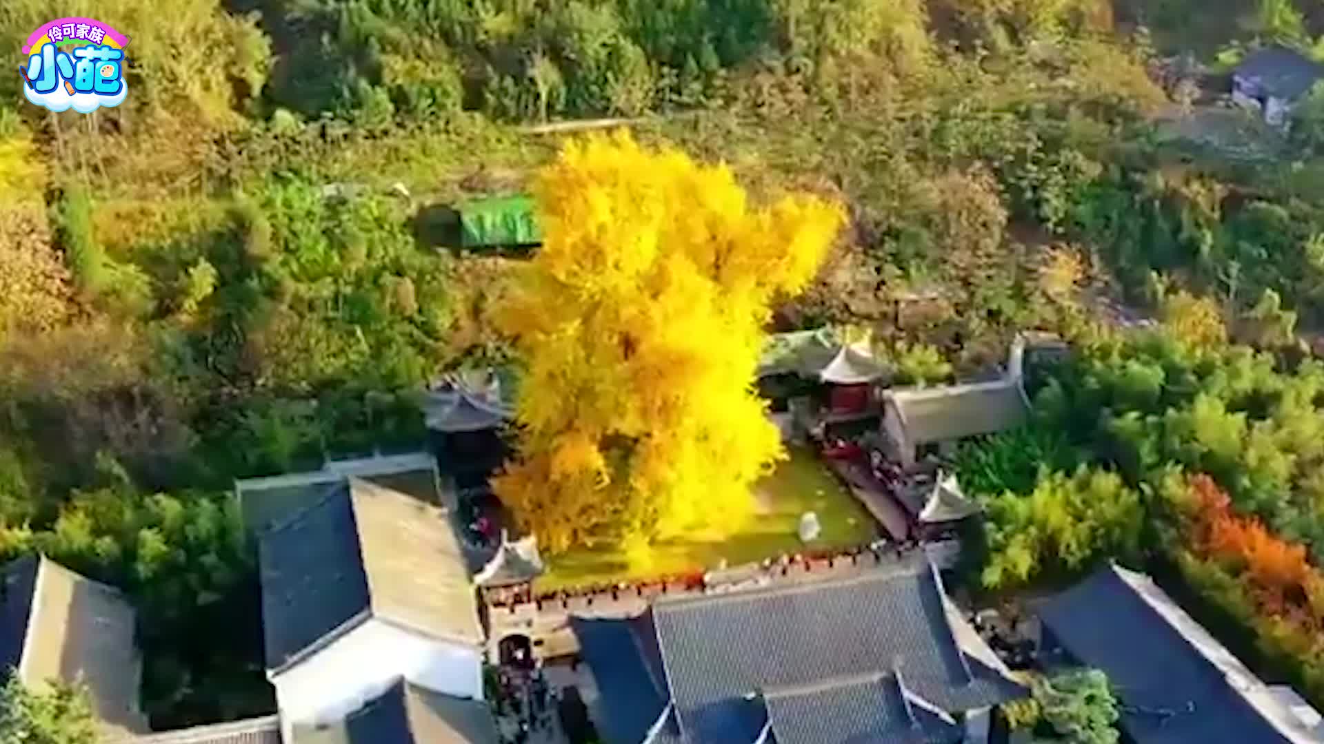 伶可家族小葩 第8集视频封面图