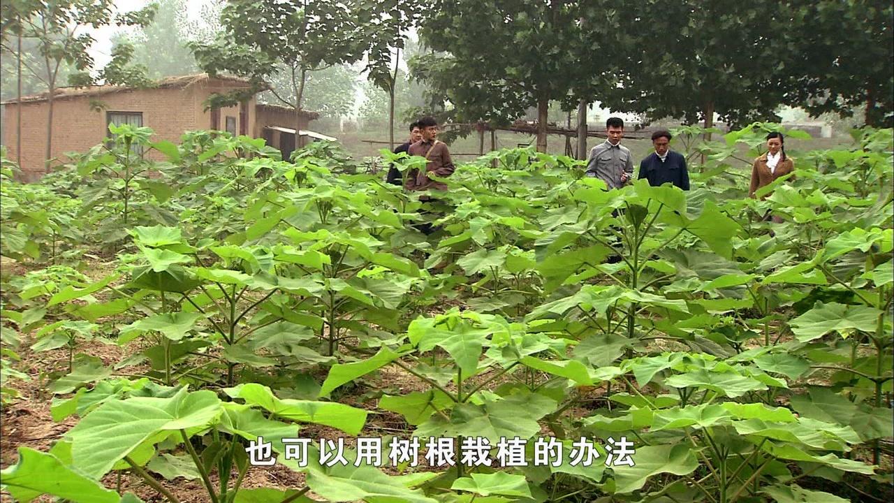 焦裕禄 第16集视频封面图
