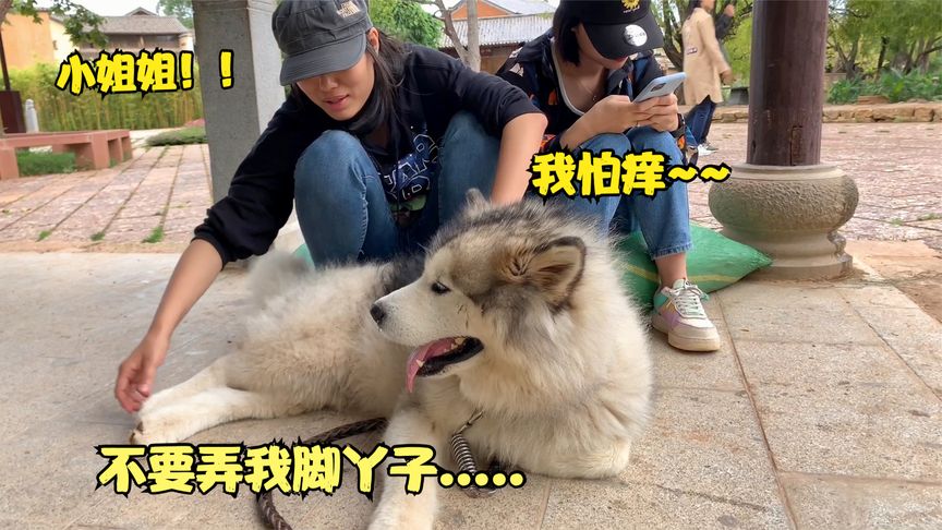 呆萌狗狗很怕痒,被调皮小姐姐挠脚心后,一脸惊呆的样子笑翻主人