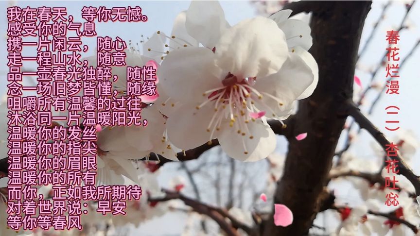 春花烂漫(二)杏花吐惢