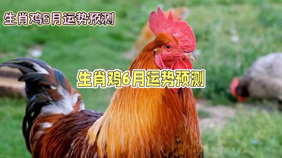 生肖鸡6月运势怎么样(属鸡的六月运势如何?)