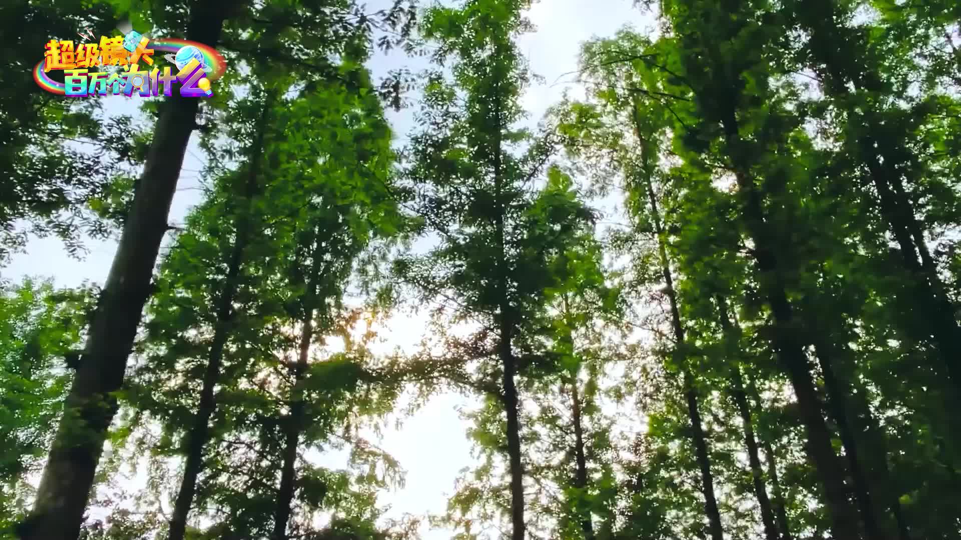 超级镜头：掉入虫虫世界 第1集视频封面图