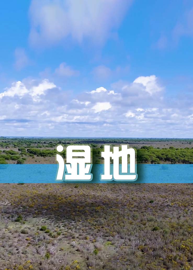 湿地