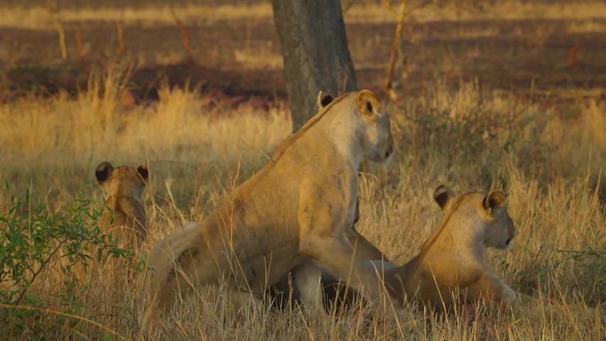 《塞伦盖蒂》第5集