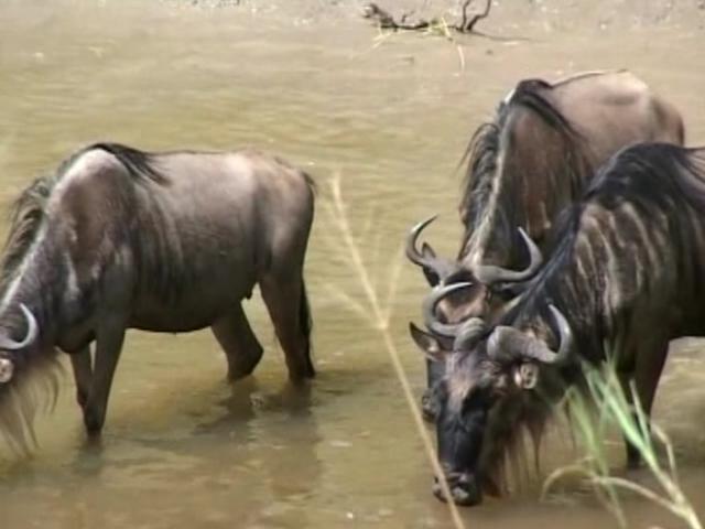 《环游世界之极地求生》第8集