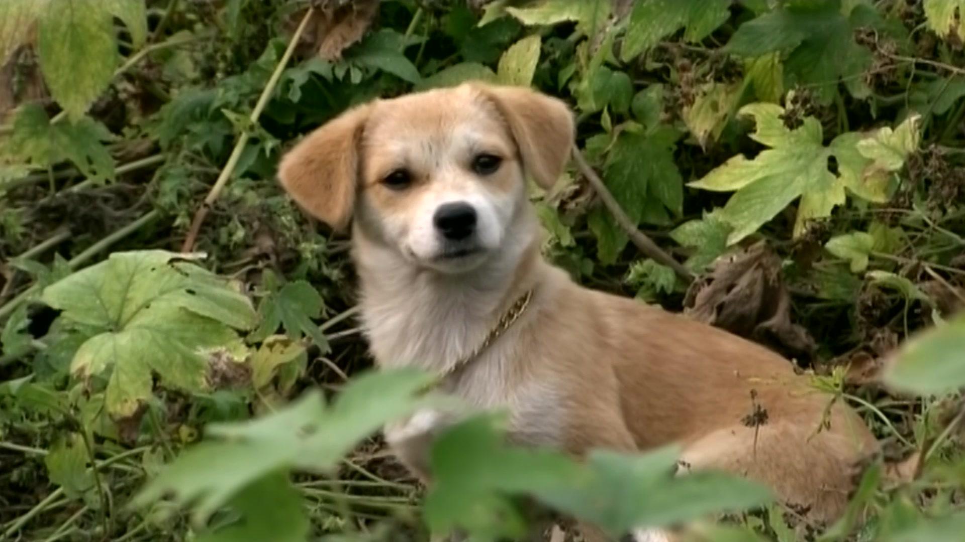 儿女冤家 第24集视频封面图