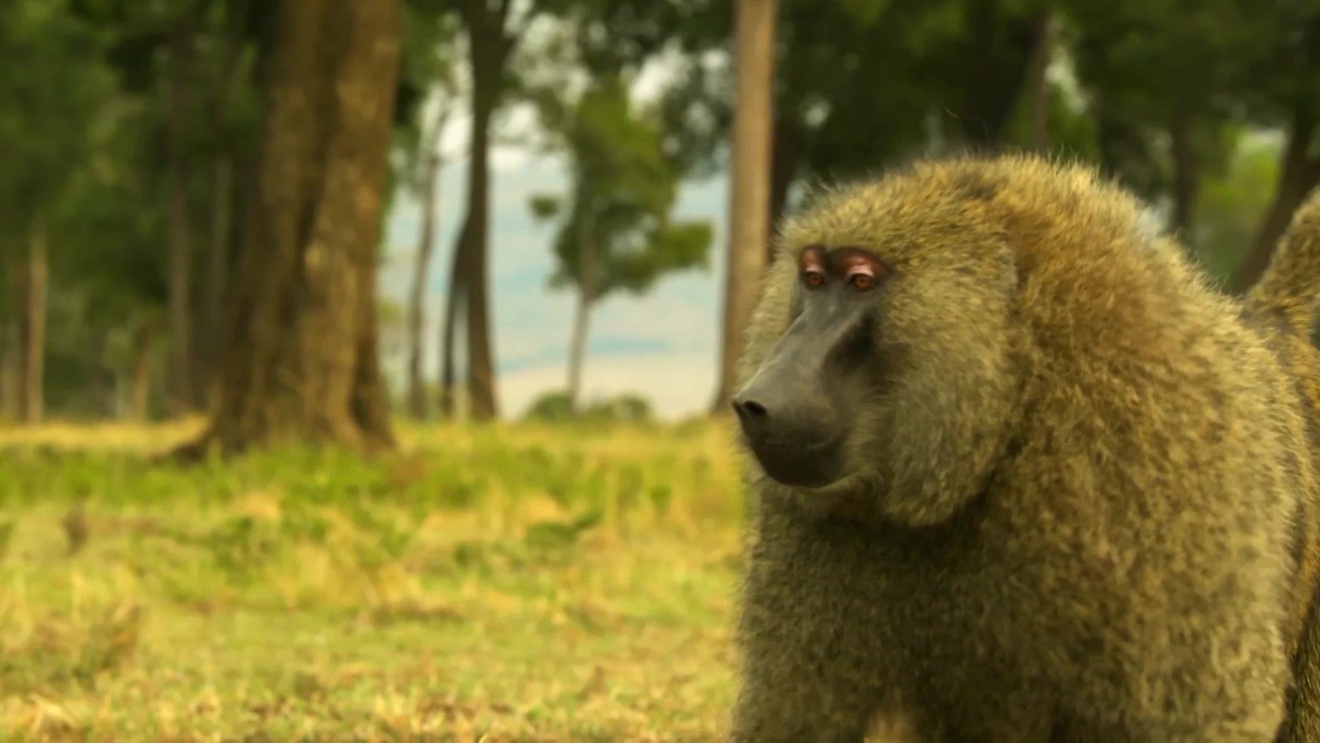 《塞伦盖蒂》第4集视频封面图