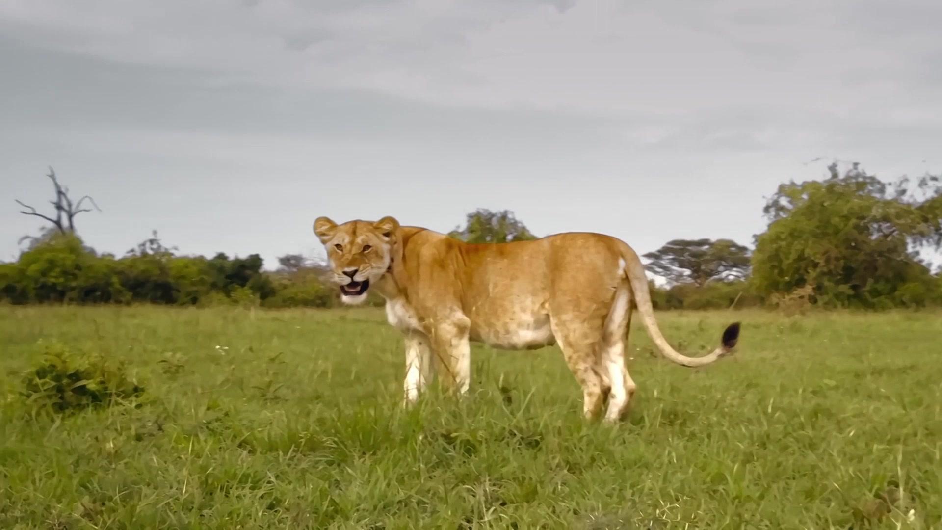 《塞伦盖蒂》第1集视频封面图