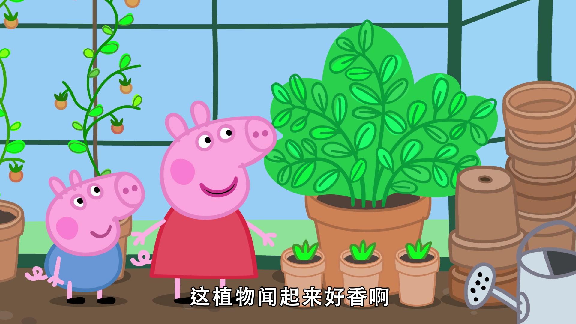 小猪佩奇之爱好来培养 第30集视频封面图
