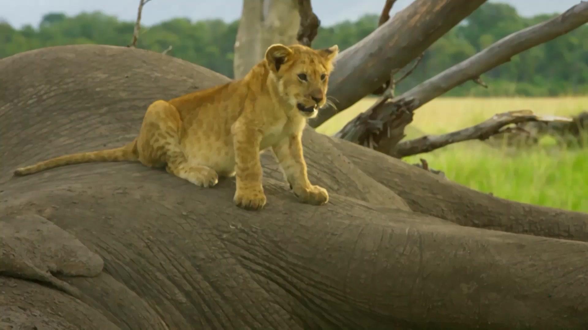 《塞伦盖蒂》第6集视频封面图