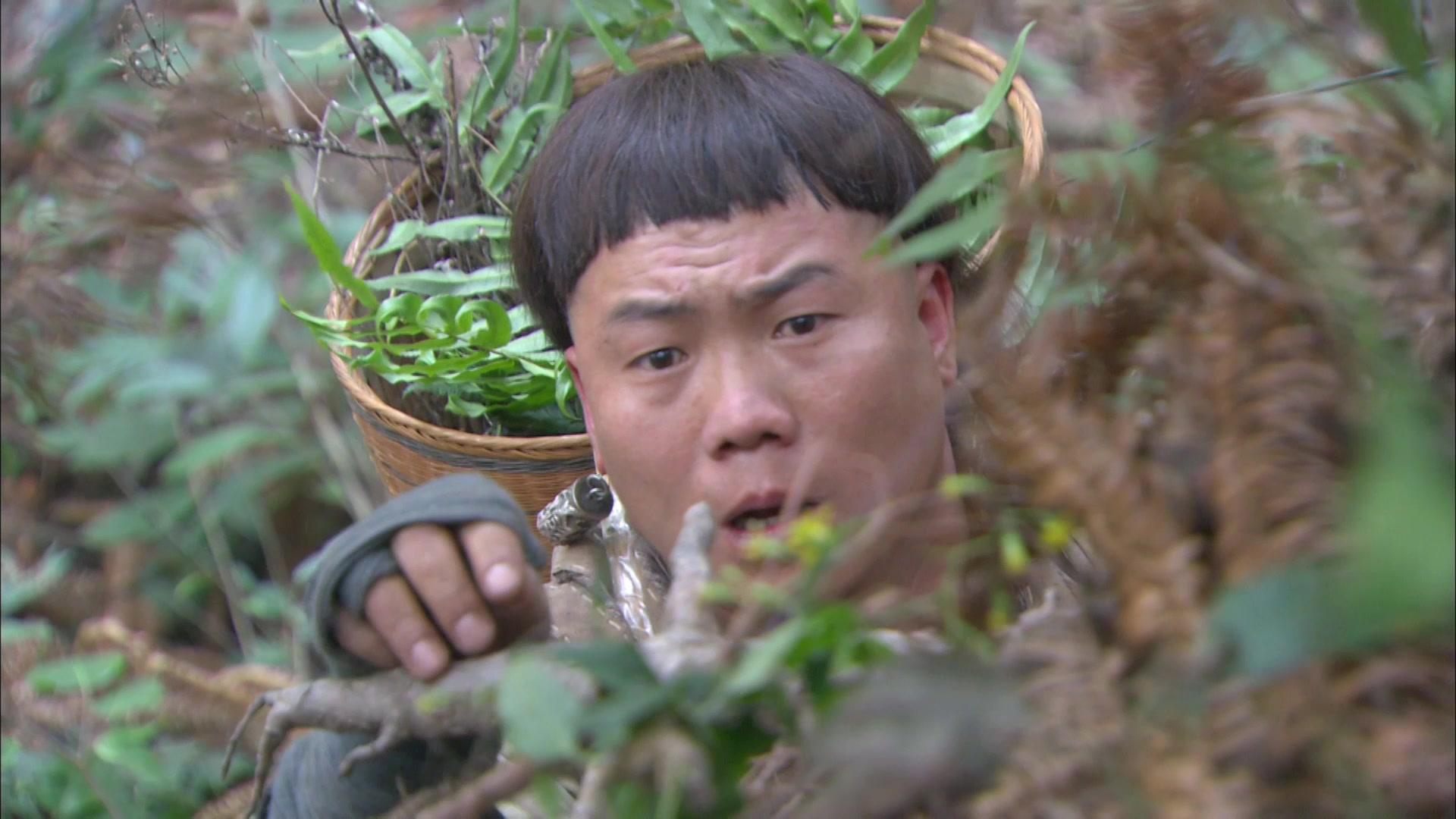 菊花醉 第22集视频封面图