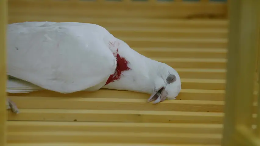 玄武 5集