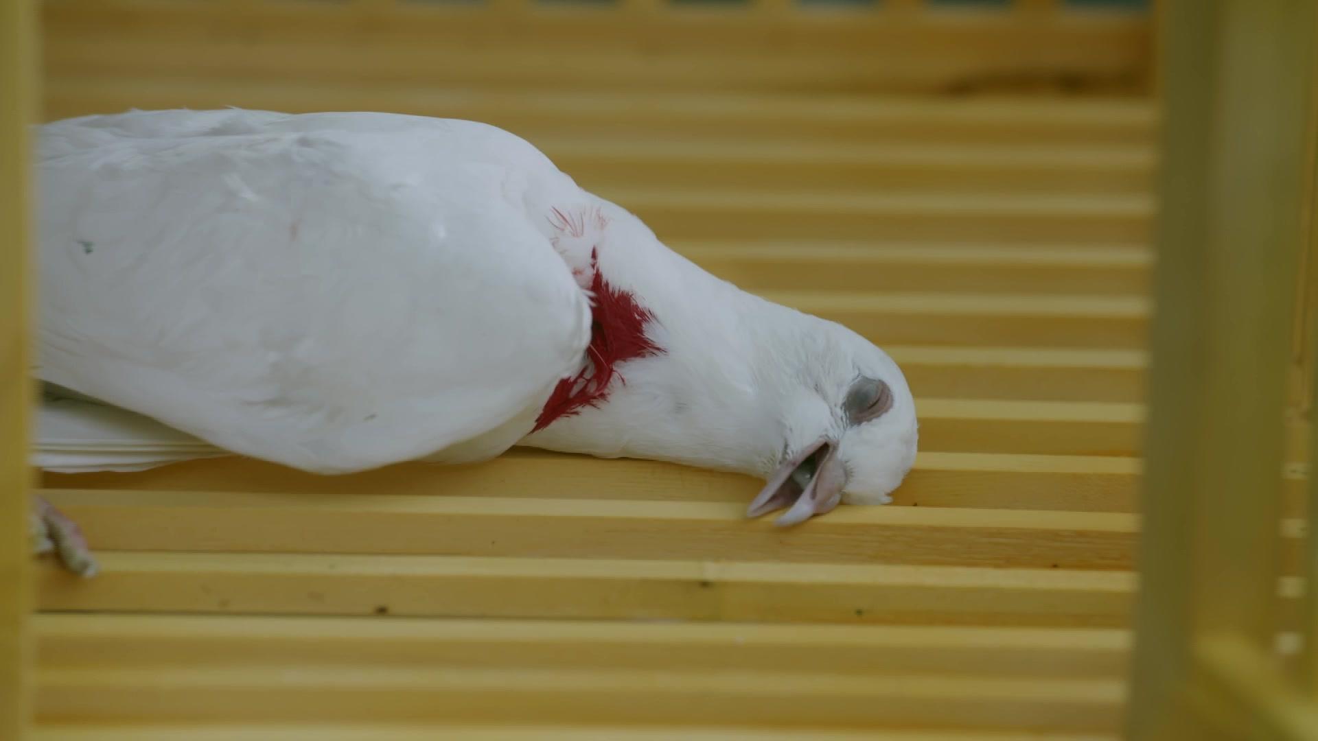 玄武 第5集视频封面图