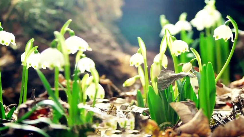 《二十四节气》第3集