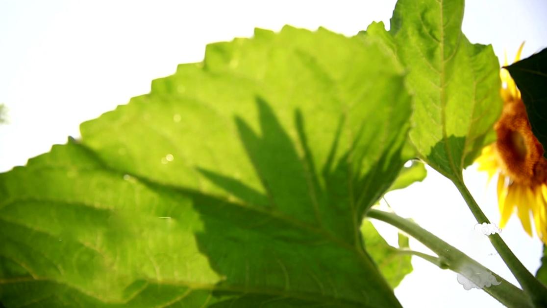 《二十四节气》第12集视频封面图