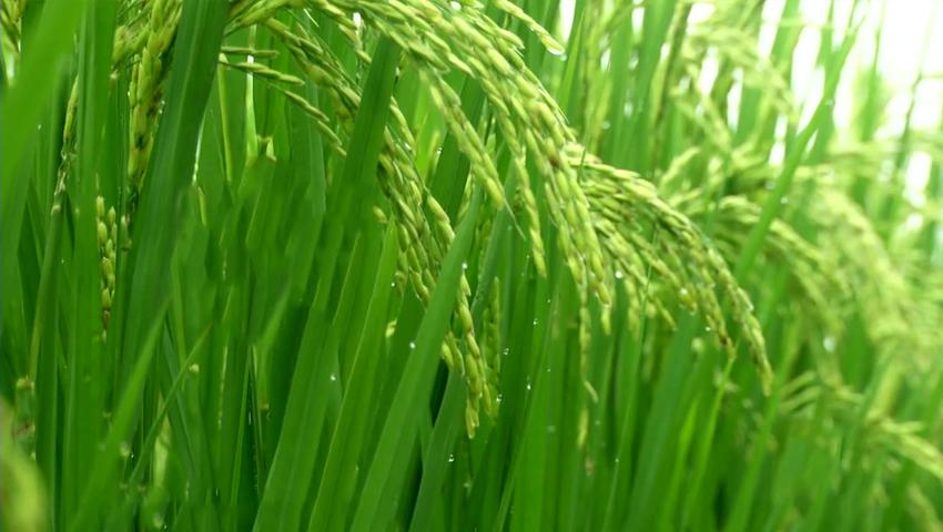 《二十四节气》第16集