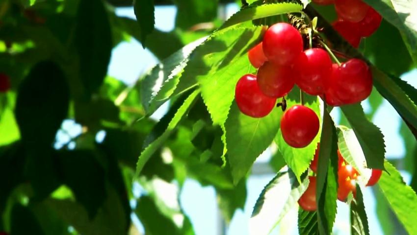 《二十四节气》第7集