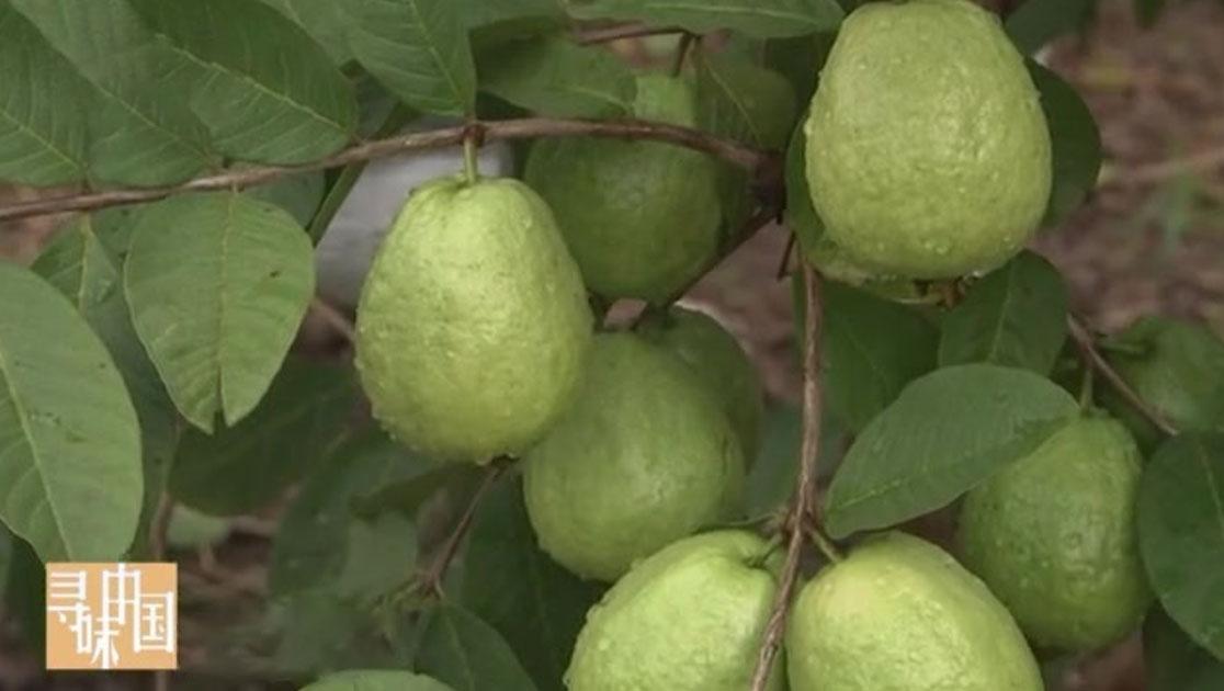 《寻味中国》第20集视频封面图