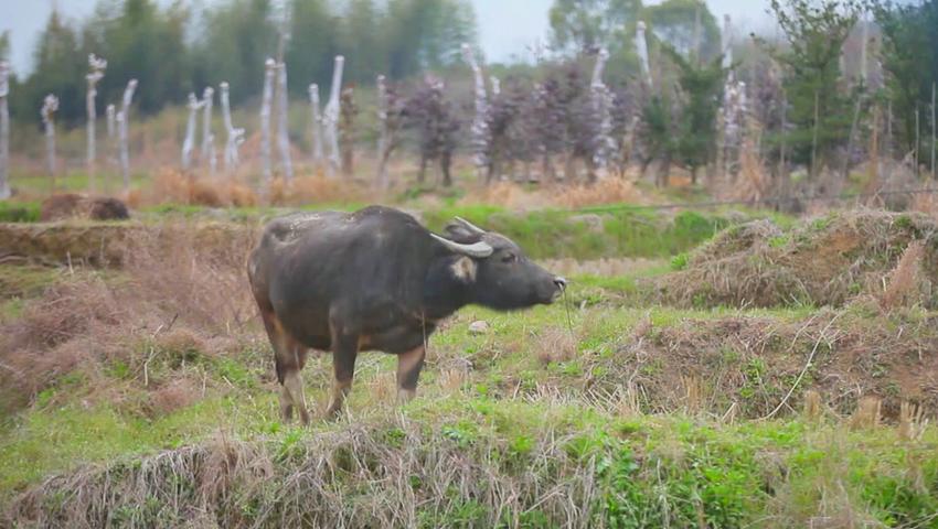 《二十四节气》第1集