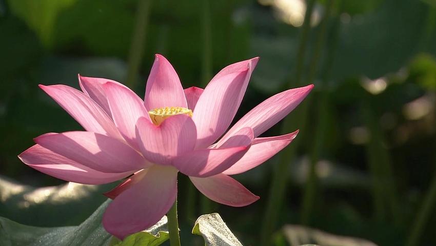 《二十四节气》第8集