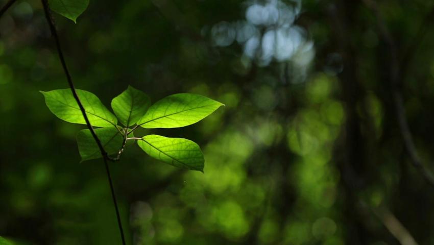 《二十四节气》第17集